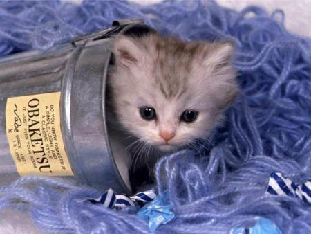 trop mignon
